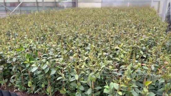 3 x Toscaanse Jasmijn Gemengd (3 halen,2 betalen!) - Mix Geel, Wit en Roze Jasmijn plant / Trachelospermum - Sterjasmijn | Groenblijvend/Wintergroen/Winterhard - Klimplanten - 1 strekkende meter Haag met bloemen | 3 x 1,5 liter pot | Hoogte 60/80cm