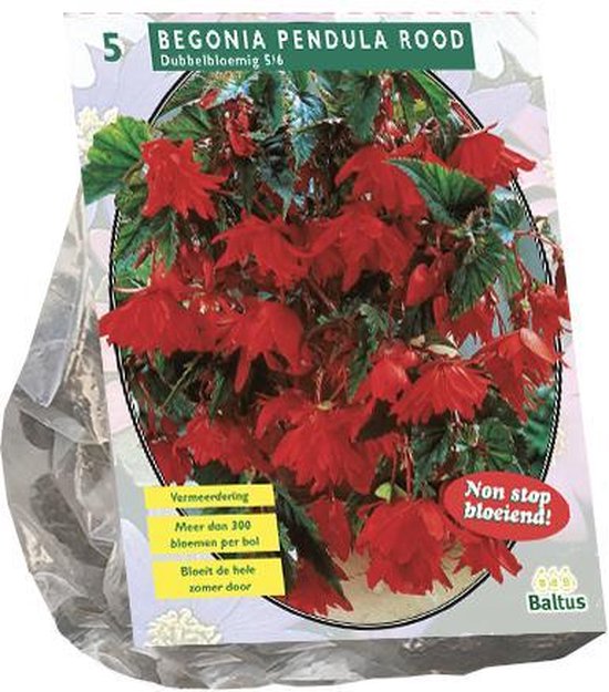 Baltus Begonia Pendula Rood bloembollen per 5