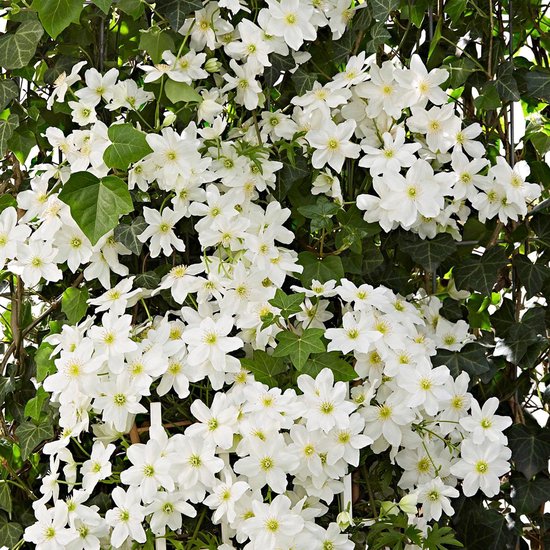 Plante Grimpante Clematite Cartm Avalanche Bosrank main image 0