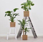 Combi deal - Jungle pakket (3x Tropische planten)