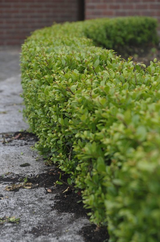 Ilex c. Dark Green - Set van 6 (1 meter haag) - Japanse hulst - Pot 1 liter 20-30cm - Wintergroen