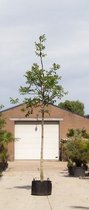 Gewone walnotenboom - Juglans regia 500 - 600 cm totaalhoogte (18 - 20 cm stamomtrek)