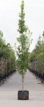 Zuil eik Quercus robur Fastigiate Koster h 350 cm st. h 30 cm