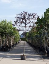 Sierpruim als leiboom Prunus cerasifera Nigra h 300 cm st. omtrek 12 cm st. h 180 cm