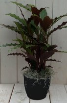 Calathea rood blad zwarte/antraciete pot 40 cm