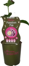 Passievruchtplant - Passion Pie