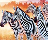 diamond painting 40x50 cm zebra