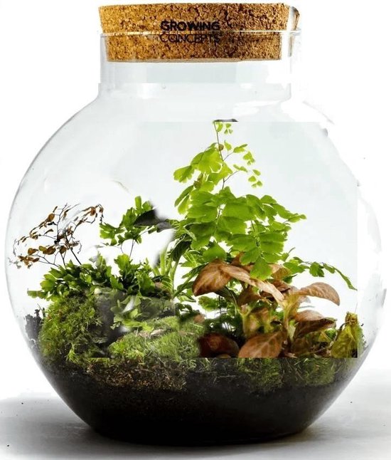 Growing Concepts DIY Duurzaam Ecosysteem Bol met Kurk - Botanische Mix - H30xØ18cm
