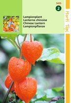 2 stuks Hortitops Physalis Franchetti Gig. Lampionplant