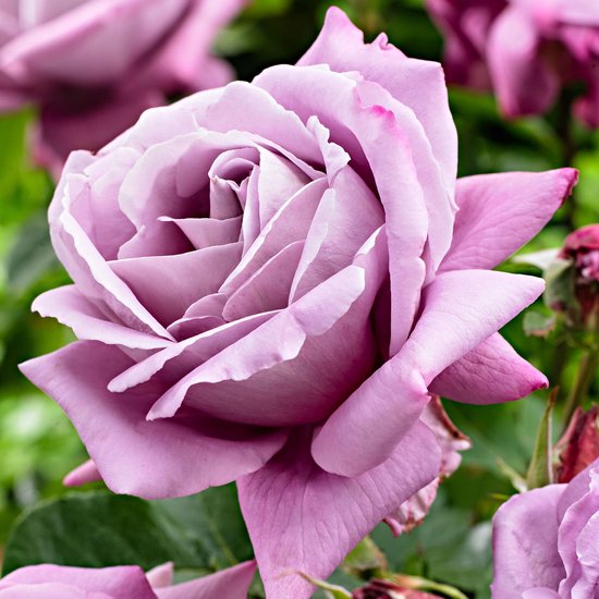 Rosa 'Waltz Time' - Grootbloemige roos Paars - ↑ 20-45cm - Ø 22cm | bol.com