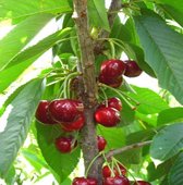Prunus avium 'Boas' ®, echte zuilkers, zuilvruit, recht opgaande groeivorm, pot gekweekt voor tuin, moestuin, terras of balkon.