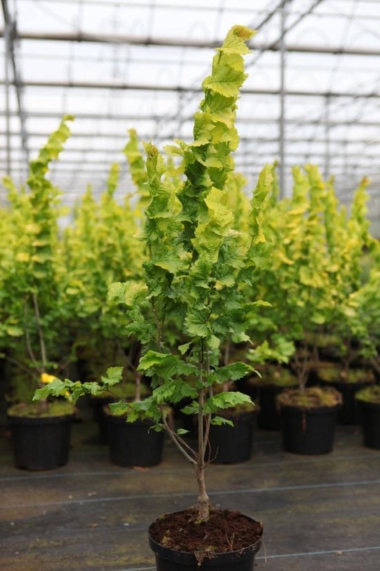 42+ Zierpflanze Ulmus Holl Wredei Für Kleine Gärten, Ulmus
