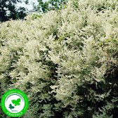 2x Fallopia Baldschuanica - Bruidsluier wit - Set van 2 - ↑ 65-75cm - Pot-Ø 15 cm