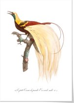 Art print ‘Keizer Wilhelms paradijsvogel’ 50x70 cm.