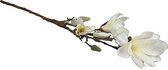 Magnolia Chayca M wit - H87CM zijde