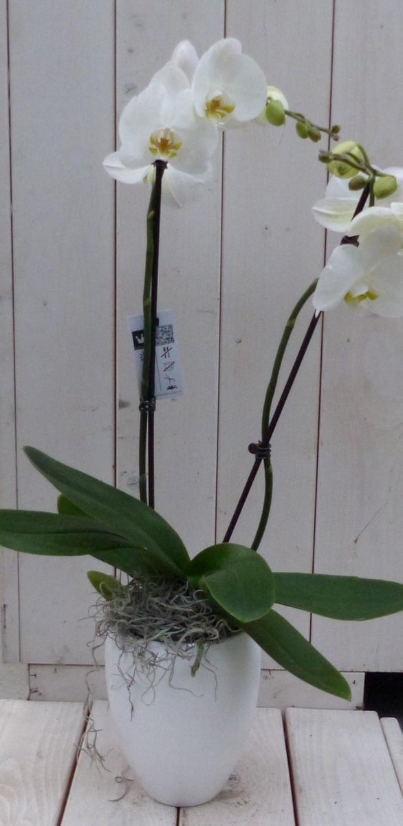 Vlinderorchidee wit in hoge witte pot 60 cm