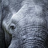 Schilderij - Olifant, close up, grijs , 3 maten , Premium Print