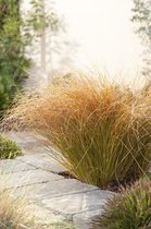 12x Carex testacea Prairie Fire - Oranje Zegge in p9 (0,5 liter) pot