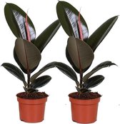 Kamerplanten van Botanicly – 2 × Rubberboom – Hoogte: 35 cm – Ficus Elastica Robusta