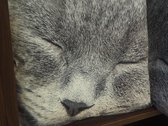 Cosy @ Home Kussen Kat Grijs - 40x40x(H)6cm