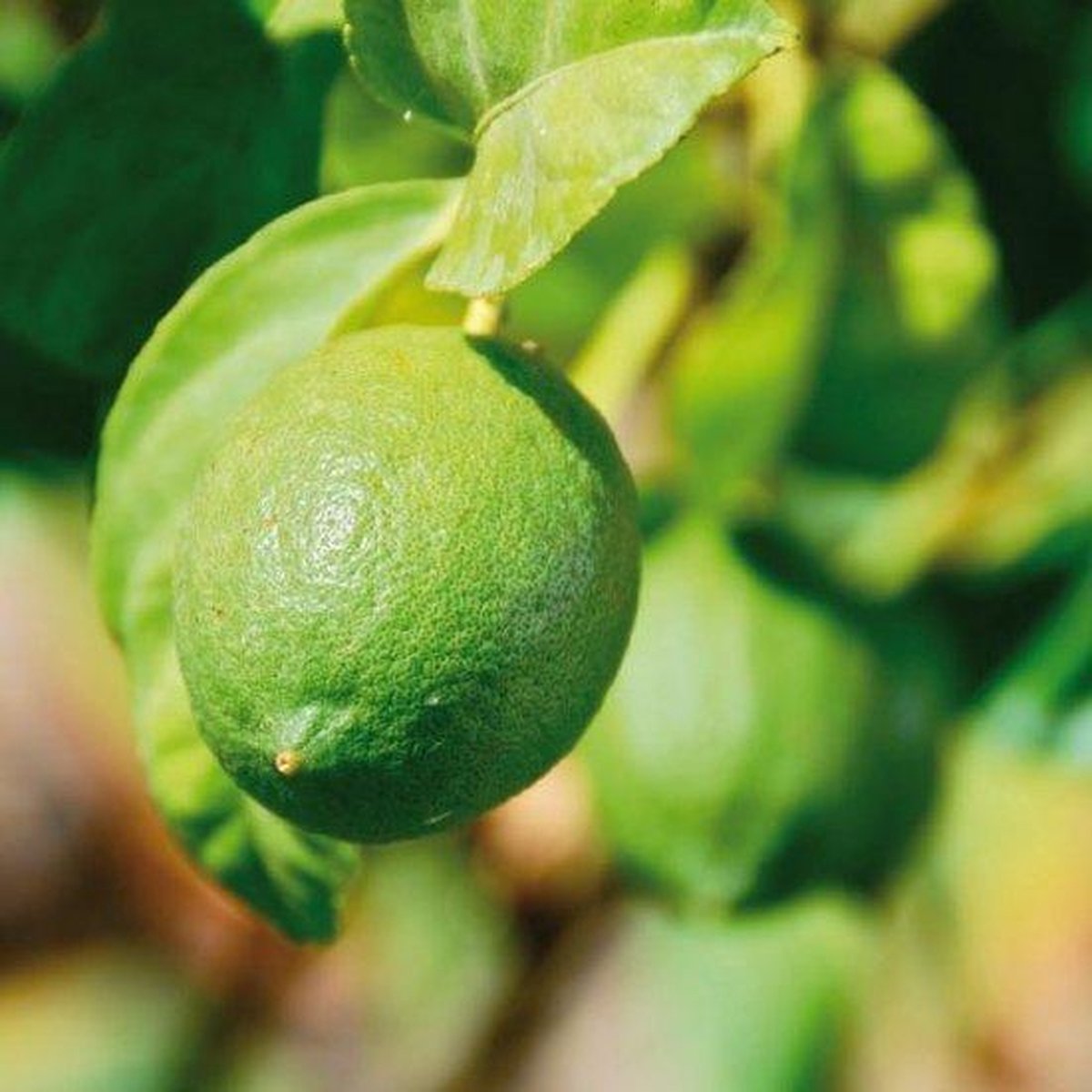 Groenproduct: in plantenbak limoenboom 'Aurantifolia' Citrus Lime 70-90 Groenproduct: in plantenbak limoenboom 'Aurantifolia' Citrus Lime 70-90