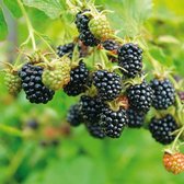 Braambes - Black Satin - kleinfruit - bramenstruik - plant - eigen fruit kweken - 3 stuks