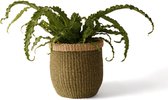 WinQ Mand Abaca groen -28 cm hoog , 26cm breed- Plantenmand- decoratie mand