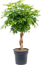 Schefflera arboricola Compacta Stam gevlochten 125cm