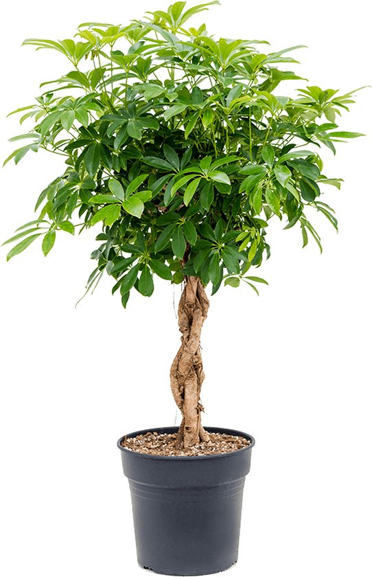 Schefflera arboricola