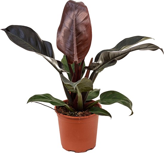Philodendron Imperial Red kopen