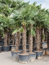 Trachycarpus fortunei 290-320 Stam 140-160 275cm