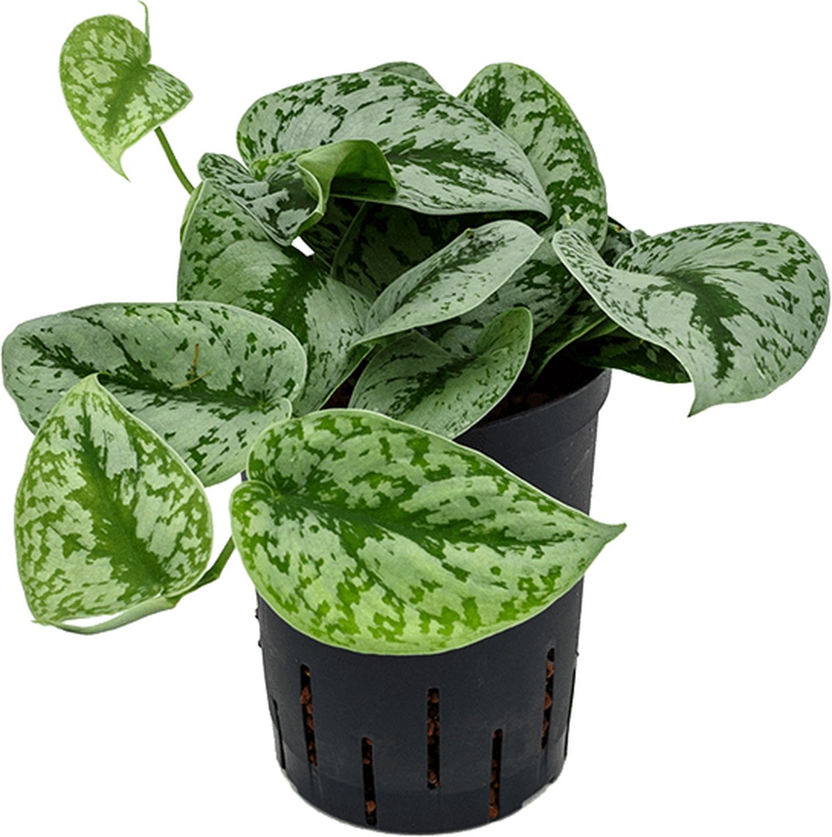 Scindapsus pictus 'Trebie' Hydrocultuur - 25
