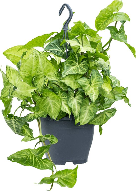 Syngonium white butterfly