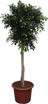Ficus Nitida Boom - 250 Cm - Ø55