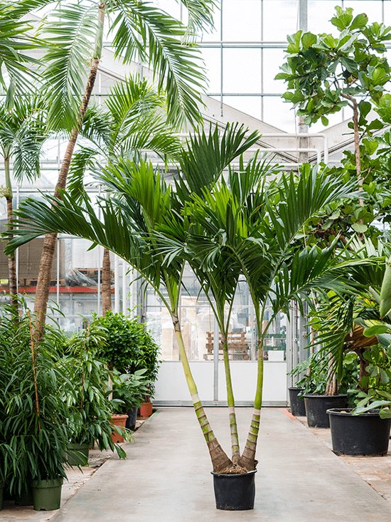 Veitchia Adonidia merrillii 3-Stam 250cm