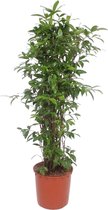 Dracaena Surculosa - Taille du pot 34cm - Hauteur 150cm