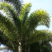 Vossenstaartpalm (Wodyetia bifurcata) - 4 Zaden - Exotische Zaden Kopen? - Palm Uit Australië - Pluimvormig Blad - Garden Select