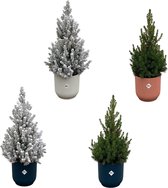 2x Kerstboom + 2x Kerstboom met sneeuw inclusief elho Vibes Fold Round kleurenmix - Potmaat 22cm - Hoogte 60cm
