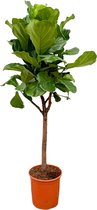 Ficus Lyrata boom - 180cm - ⌀30