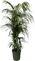 Kentia Palm - Howea Forsteriana XXL hoogte 230cm potmaat 38cm