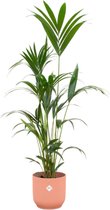 Kentia palm inclusief elho Vibes Fold Round roze - Potmaat 30cm - Hoogte 160cm
