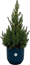 Picea Glauca (kerstboompje) inclusief elho Vibes Fold Round blauw - Potmaat 22cm - Hoogte 60cm