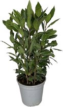 Outletplant - Laurier - Laurus Nobilis - Eetbare kamerplant - Pot 14cm - Hoogte 40cm