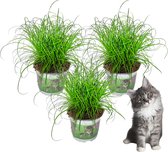 Bol.com Premium Kattengras - 3 stuks - Hoogte: 25cm - Diervriendelijk - Cyperus - Plant - Kamerplant aanbieding