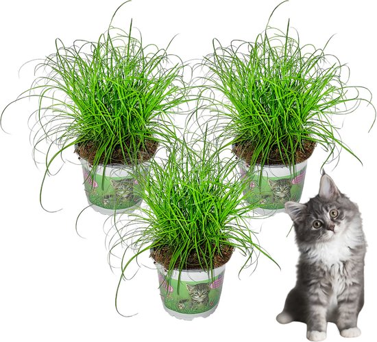 Premium Kattengras - 3 stuks - Hoogte: 25cm - Diervriendelijk - Cyperus - Plant - Kamerplant