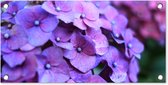 Tuinposter Bloemen - Paars - Hortensia - Natuur - Bloemblaadjes - 60x30 cm - Tuindoek - Buitenposter