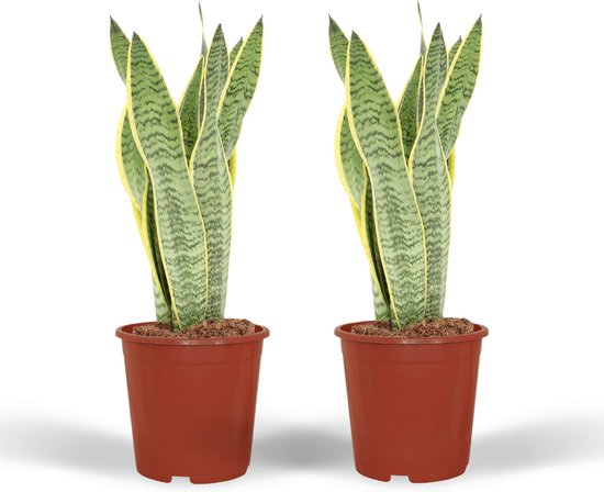Plantenboetiek.nl | Sansevieria Laurentii - Vrouwentong | 2 stuks - Ø14cm - 30-40cm hoog - Kamerplant - Groenblijvend - Multideal - Cactus & Vetplanten