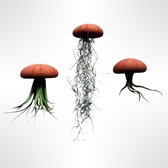 Set van drie Jellyfish luchtplantjes met Terracottakleurige Alfonso zee-egels en verschillende Tillandsia luchtplanten/kamerplant/makkelijke plant/airplant
