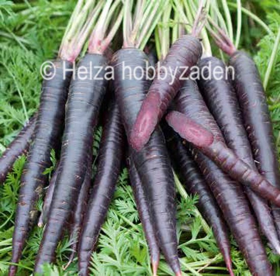 Zomerwortel Daucus carota ssp. sativus Purple Sun F1