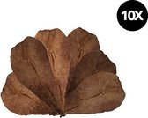 10 pièces Feuilles Element d'aquarium - Feuilles de Betta naturelles pour Aquariums et terrariums - Feuilles de Catappa pour un pH sain et un bien-être optimal des résidents aquatiques et terrariums - Feuille d'amandier